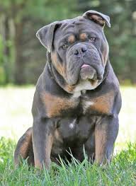Bulldogges are great companions, they don't mind laying around or running around playing with your family. What Do These Dogs Have In Common That Makes Them All Bully Breeds And Where Does That Name Come F English Bulldog Puppies Bully Breeds Dogs Bulldog Puppies