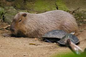 Capybaras are the world's largest rodent. Why Do Animals Like Capybaras So Much 38 Pics Bored Panda