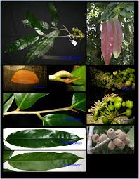 Image result for Drypetes