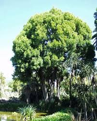 Check spelling or type a new query. Shady Eighty Sacramento Tree Foundation