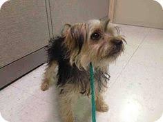 Adoptions are by appointment only. 900 Adopt Foster Donate Repin Ideas Animals Pets Adoption