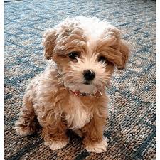 Find the perfect puppy for sale in iowa at next day pets. Teddy Dog For Sale Cheap Online