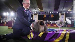 The westminster breed show, which is what you normally think of in dog shows with a judge choosing a dog in a the sunday broadcast will conclude with the big one: Brayeqnbgfe1fm