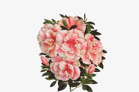 Real Flowers Real Flowers Flower Backgrounds Flowers