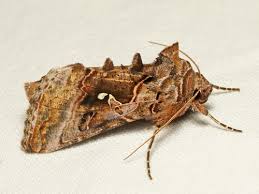 Image result for Autographa macrogamma