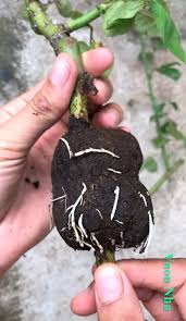 Make the cutting about 5″ long. Grow Roses From Cuttings 2 Best Ways To Propagate A Piece Of Rainbow