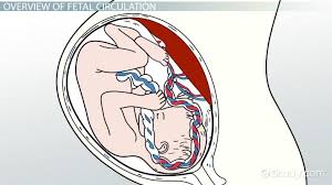 Fetal Blood Circulation Diagram Concept Video Lesson