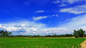 Saat mendatangi sawah, lo bisa menikmati pemandangan alam yang mmenyegarkan mata dan pikiran.objek wisata sawah mana saja yang patut . 571 Pemandangan Photos Free Royalty Free Stock Photos From Dreamstime