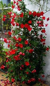 Skimmia japonica colora di rosso l'autunno. Piante Rampicanti Da Balcone Fiori Rossi Per La Pianta Rampicante Piante Rampicanti Fiorite Piante Rampicanti Piante Per Ombra