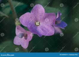 Image result for Karomia tettensis