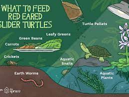 Feeding A Red Eared Slider Turtle What Do Turtles Eat