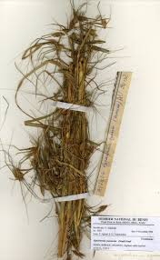 Image result for Hyparrhenia subplumosa