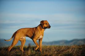 Again, you must start your rhodesian ridgeback puppy off on the right foot by teaching him what he needs to know and you must avoid doing the wrong things with him so that he doesn't develop bad habits that will be much harder to fix. Rhodesian Ridgeback Fun Facts And Crate Size Pet Crates Direct