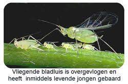 bladluizen ongedierte dat een ware plaag kan worden planten tuin insecten