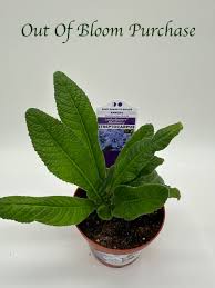 Image result for Streptocarpus buchananii