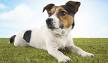 Smartest Dog Breeds Ranked (137 Breeds)