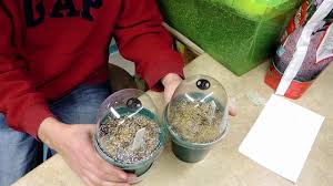 Image result for Streptocarpus milanjianus