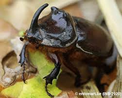 Der nashornkäfer (oryctes nasicornis) ist ein käfer aus der der familie der blatthornkäfer (scarabaeidae). Nashornkafer Auf Arbofux Diagnose Datenbank Fur Geholze