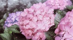Search, discover and share your favorite purple gifs. é»'ã„æœˆ Bloom