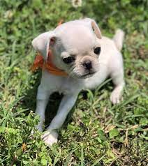 Baby Pugs For Sale Near Me United States Canada Australia Uk