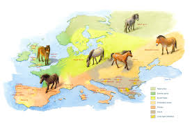 The most plausible explanation is that they are the. Wild Horses Rewilding Europe