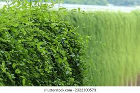 Image result for Vernonia kirkii