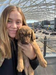 Pup with blonde mom and dark brown dad