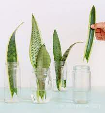 Propagate Sansevieria Snake Plant 3 Easy Ways Snake Plant Plants Sansevieria Plant