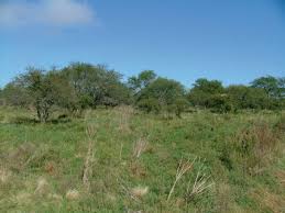 Image result for Sorghastrum stipoides