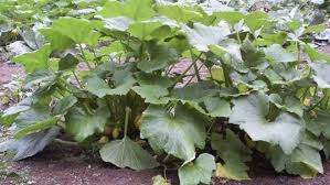 We did not find results for: Squash Blossoms Cucurbita Species Finegardening