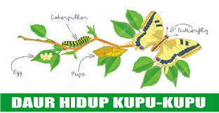 Daur Hidup Nyamuk Katak Kupu Kupu Kecoak Dan Kucing Belajar Daur Hidup Hewan Aftanalisis