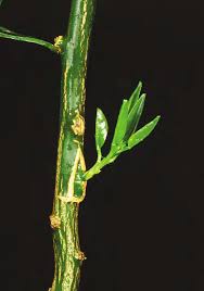 Image result for Schlechterina mitostemmatoides