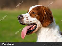 Image result for irský červenobílý setr