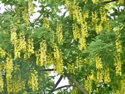 Image result for Laburnum anagyroides