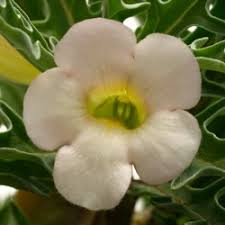 Image result for Pedaliaceae