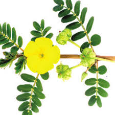 Image result for Tribulus excrucians