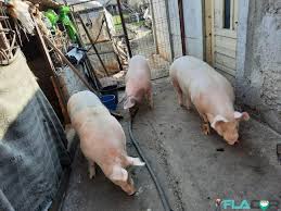 Cumpara acum, 100% sigur prin garantia de livrare. Anunturi Gratuite Flador Ro Porci Mari De Vanzare La Domiciliu