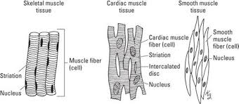 Diagram of artery with smooth muscle identification. Muscles Setting You In Motion Anatomy Physiology For Dummies 3rd Ed