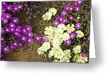 Image result for Grielum