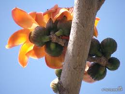 Image result for Malvaceae subfamily Bombacoideae