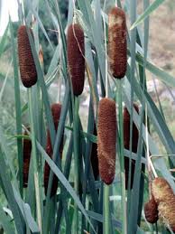 Image result for Microcharis latifolia