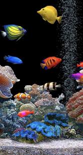 65 fish tank wallpapers on wallpaperplay