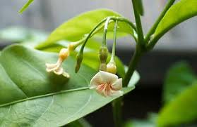Image result for Tabernanthe elliptica