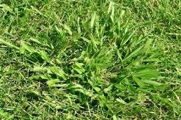 Image result for Paspalum