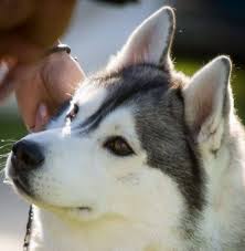 Though dna testing has become more readily available, it is still met with much skepticism on its accuracy. Romeka Siberian Husky Breeder Adelaide Sa