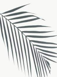 Shadow Of Palm Leaves On A White Wall Free Image By Rawpixel Com Shadow Water Color World Map Palm Leaves