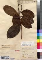 Image result for Clitandra cymulosa