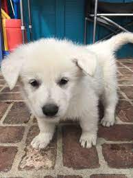 I am selling gorgeous german shepherds. White German Shepherd Puppies For Sale In California Pets Lovers