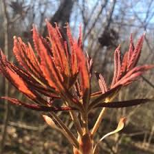 Cherry blossoms via eric danielson. 18 Plexiglass Paintings Ideas Plexiglass Painting Plexus Products