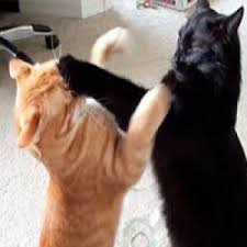 Ruyada Kedi Kavgasi Gormek Ne Anlama Gelir Neye Isarettir Ruya Tabirleri